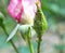 Aphids macrosiphum rosae on a rose
