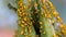 Aphids on a milkweed plant