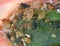 Aphids plant lice, greenflies, blackflies or whiteflies