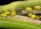 Aphids plant lice, greenfly, blackfly or whitefly