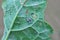 Aphids on the rapeseed leaf