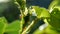 Aphids on a rose stem in the garden. Close-up of Aphids on Rose bush. Green and brown aphids on rose leafs.