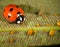 Aphids and their natural enemy, seven-spot ladybird