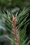 aphids on the trunk and branches of the siberian pine diseases