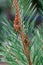 aphids on the trunk and branches of the siberian pine diseases