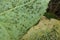 Aphis gossypii on cucumber plant