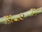 Aphis nerii yellow milkweed aphid