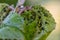 Aphis plant-louse infection