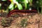 Aphistogoniulus Corallipes