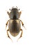 Aphodius prodromus