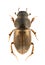 Aphodius prodromus