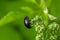 Aphodius prodromus dung beetle on flower. Insect in the family Scarabaeidae, commonly found in cow pats