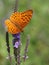 Aphrodite Fritillary Butterfly on Wooly Verbena