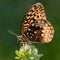 Aphrodite Fritillary IV