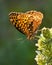 Aphrodite Fritillary V