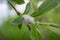 Aphrophoridae willow. Meadow spittlebug on the branches of Salix alba.