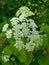 Apiaceae Family. Goutweed ordinary. Aegopodium podagraria commonly called ground elder, herb gerard, bishop`s weed