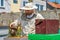 Apiarist, beekeeper is checking bees on honeycomb wooden frame. Beekeeper At Work, Cleaning and Inspecting Hive