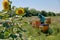 Apiarist in protective suit inspects beehives.