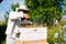 Apiarist in protective white suit and gloves fumigating beehive with bee smoker to calm bees.