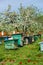 Apiary in apple orchard