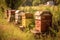 Apiary with beehives emphasizing the intricate social structure and teamwork of bees