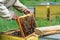 Apiary. The beekeeper works with bees near the hives. Apiculture.