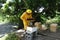 An apiary located on a small farm in the southern Caribbean