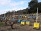 Apiary in vineyard. Early spring day