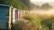 Apiary among wildflowers. Bee hives in a sunlit meadow. Beekeeping. Concept of apiculture, honey farming, serene