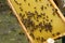 Apiculture