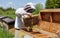 Apiculture. Apiary. Wooden hive. Beekeeper holds in the hands the frame of honeycombs. Carpathian honey bee. Pretty wooden hives.