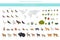 Apine tundra biome, natural region infographic. Terrestrial ecosystem world map. Animals, birds and plants design set