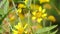 Apis florea honey bee gathering on wild sunflower during shaking fast from the wind