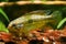 Apistogramma mendezi, A220, freshwater cichlid fish, wild young male from Barcelos, Rio Negro, natural biotope aquarium