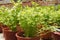 Apium graveolens or caleri grow inside small plastic containers.