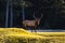 Aplha Elk on the golf course in Banff, Deer Wapiti, Banff National Park, Alberta, Canada