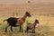 Apline Goats in Brown Field