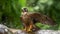 Aplomado Falcon bathing in the river