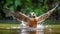 Aplomado Falcon bathing in the river