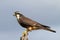 Aplomado Falcon Falco femoralis