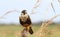 Aplomado Falcon Falco femoralis