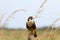 Aplomado Falcon Falco femoralis