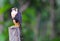 Aplomado Falcon ( Falco femoralis)