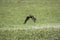 Aplomado Falcon, falco femoralis, Adult in Flight, Los Lianos in Venezuela