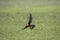 Aplomado Falcon, falco femoralis, Adult in Flight, Los Lianos in Venezuela