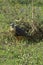 Aplomado Falcon, falco femoralis, Los Lianos in Venezuela