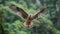 Aplomado Falcon flying in the forest