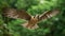 Aplomado Falcon flying in the forest with big wings