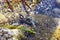 Aplysia dactylomela graze in sea water. Spotted sea hare slug